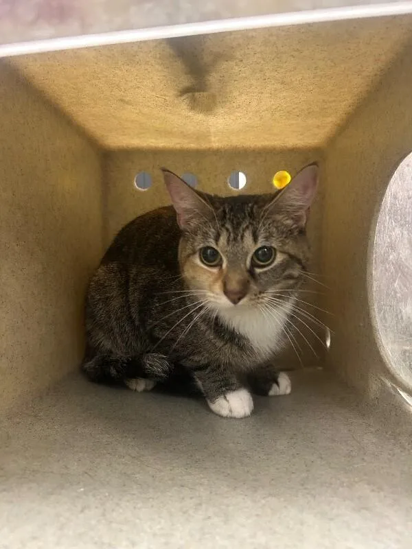 An adult medium-sized female Domestic Long Hair cat named Tigger for adoption in Fruit Heights, UT