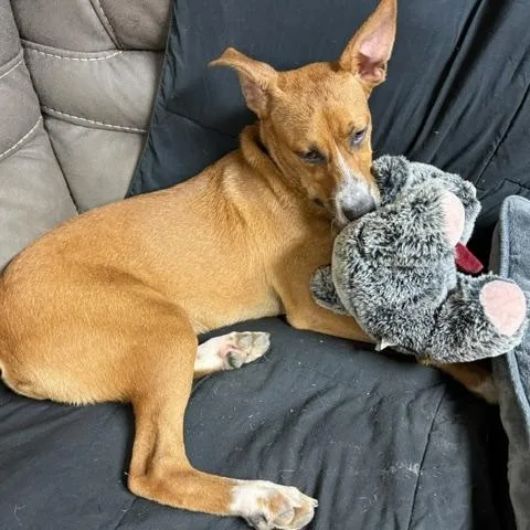 A young medium-sized male Brown / Chocolate American Staffordshire Terrier dog named Willie for adoption in Cumberland, RI