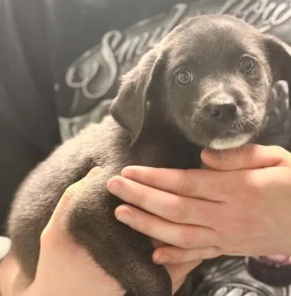 A baby medium-sized male Mixed Breed dog named Ed for adoption in West Chester, PA