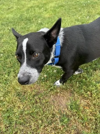 A young medium-sized male Black Australian Cattle Dog / Blue Heeler dog named Polo for adoption in Springfield, MO