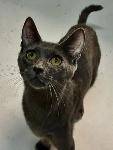 A baby medium-sized female Gray / Blue / Silver Domestic Short Hair cat named Smokey for adoption in Emporia, VA