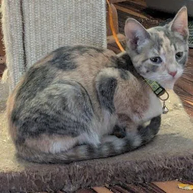 A young small-sized female Calico Domestic Short Hair cat named Foxglove for adoption in Johnstown, PA