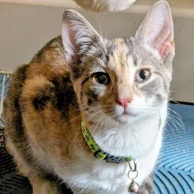 Foxglove thumbnail 2