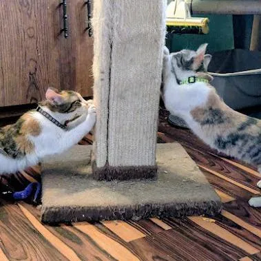 Foxglove thumbnail 3