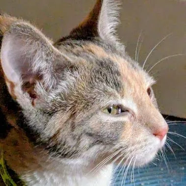 Foxglove thumbnail 4