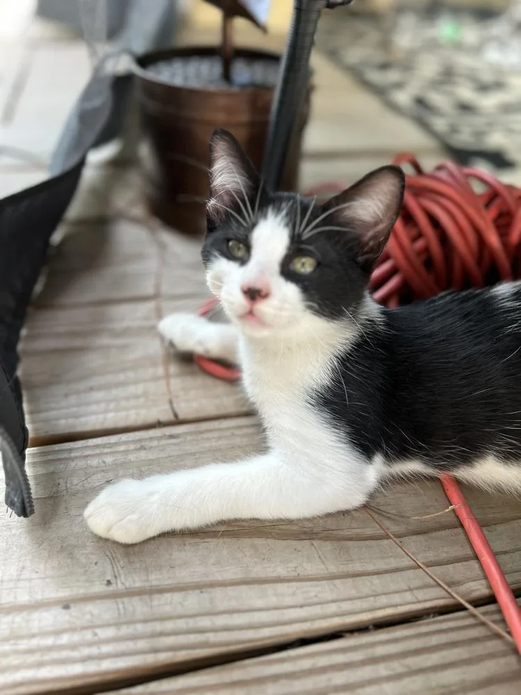 A baby small-sized male Domestic Short Hair cat named CL Charlie for adoption in Dawson, GA