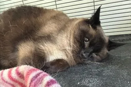 An adult small-sized female Domestic Short Hair cat named Sea Lion for adoption in Pendleton, OR