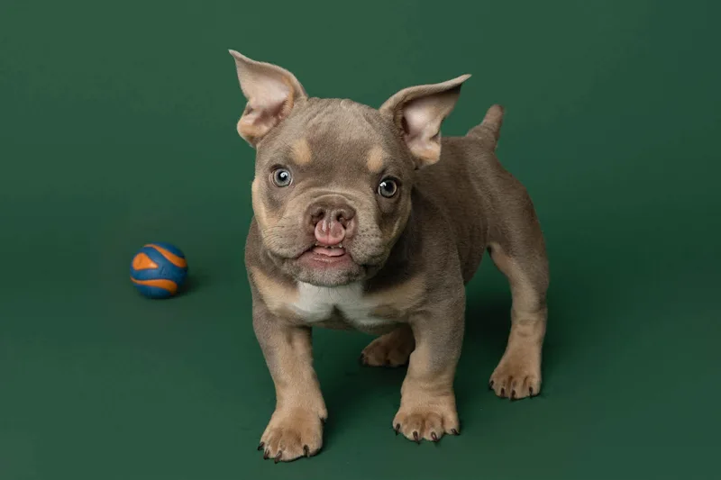 A baby small-sized male American Bully dog named Nacua for adoption in Blaine, MN