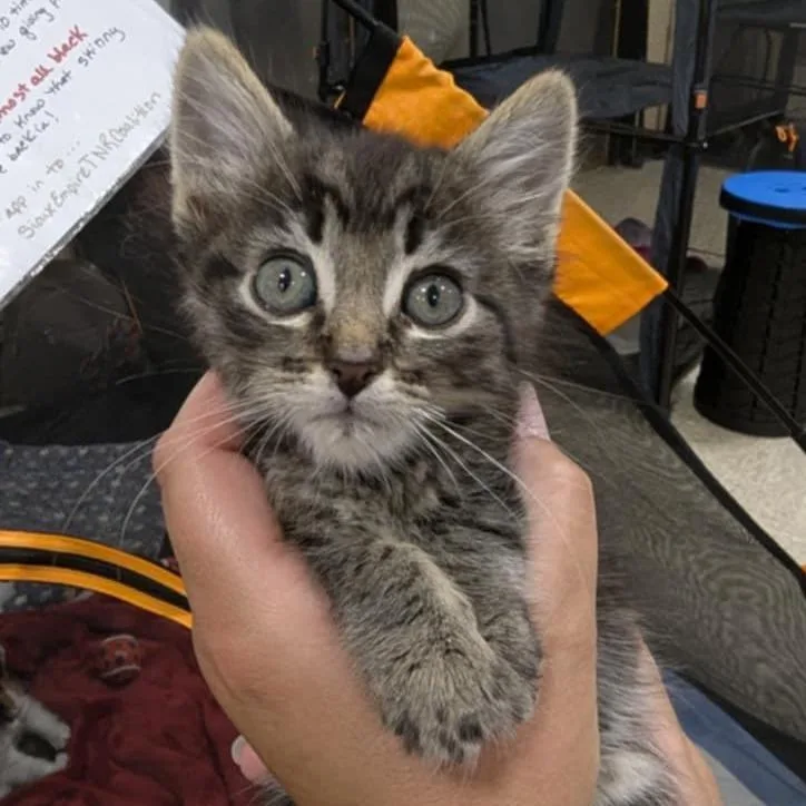 Deduction thumbnail 2