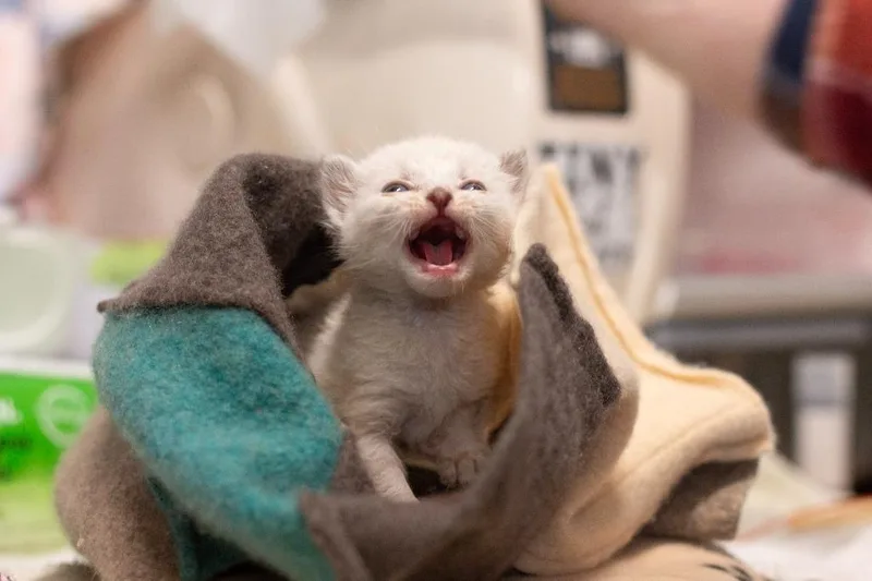 A baby medium-sized male Domestic Short Hair cat named Blizzard for adoption in Shoreline, WA