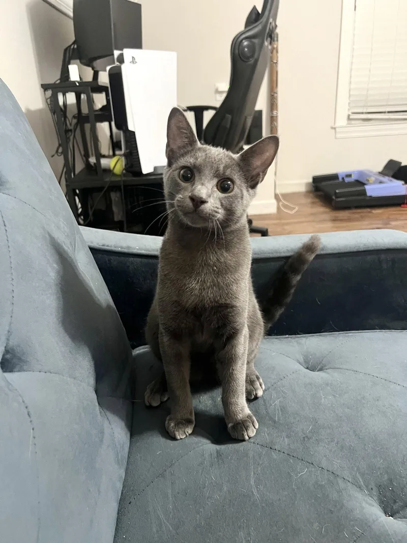 A young medium-sized male Russian Blue cat named Kermit for adoption in Camden, SC