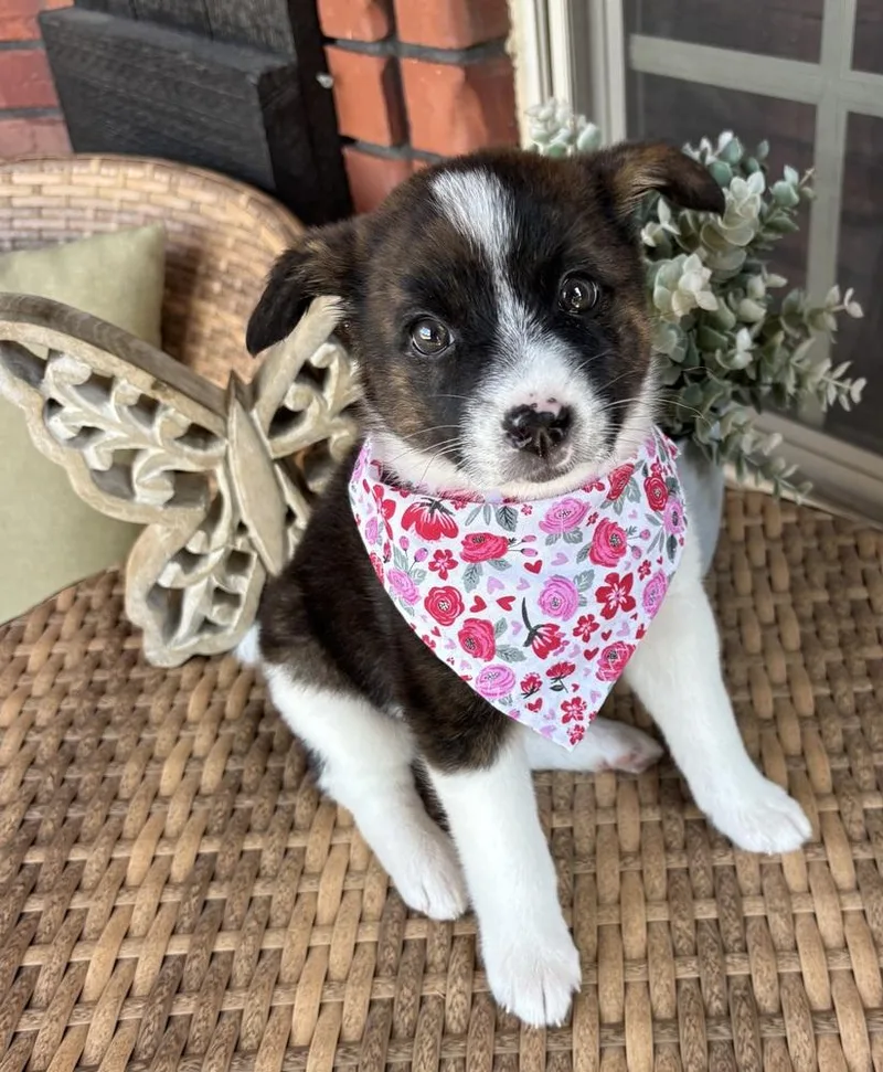 A baby medium-sized female Border Collie dog named Liberty for adoption in Shawnee, OK