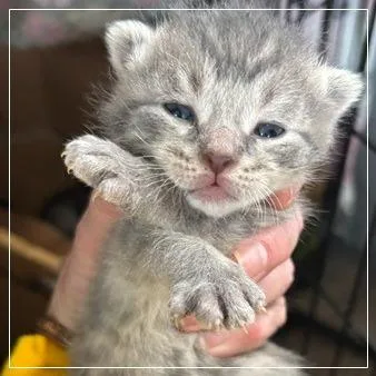 A baby small-sized male Domestic Short Hair cat named Luigi for adoption in Archbold , OH