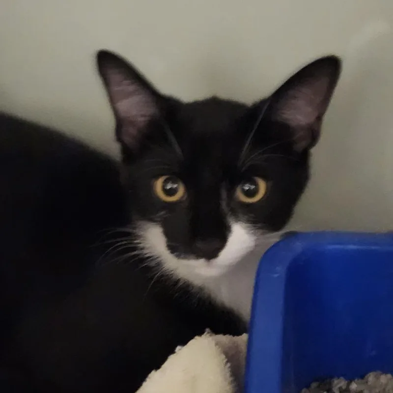 A baby medium-sized male Black Domestic Short Hair cat named Penguin for adoption in Columbia Station, OH