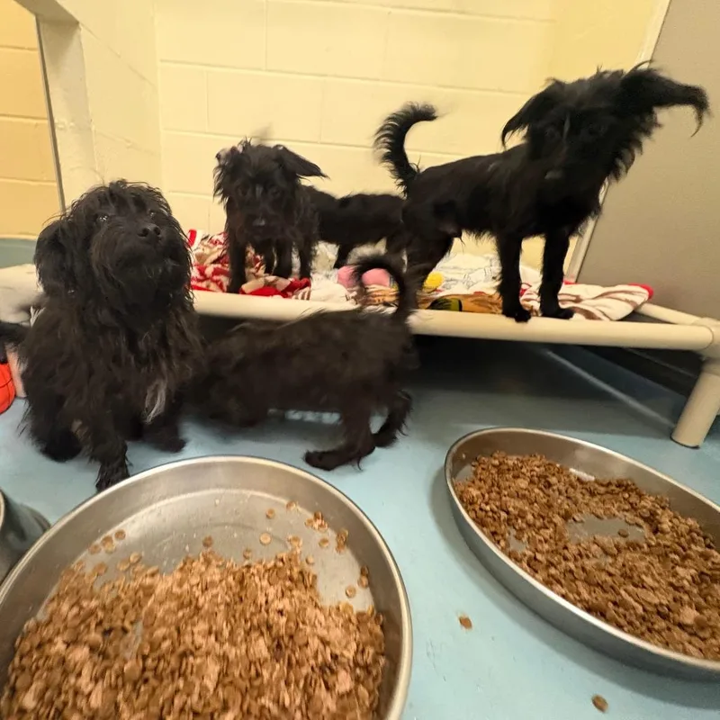 A young small-sized male Black Poodle dog named Fillmore for adoption in Brockton, MA