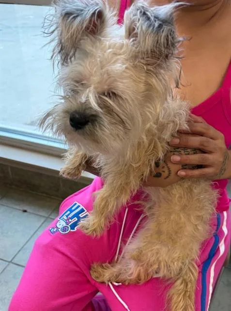 An adult small-sized male Terrier dog named Scruffs Mcgee for adoption in San Antonio, TX