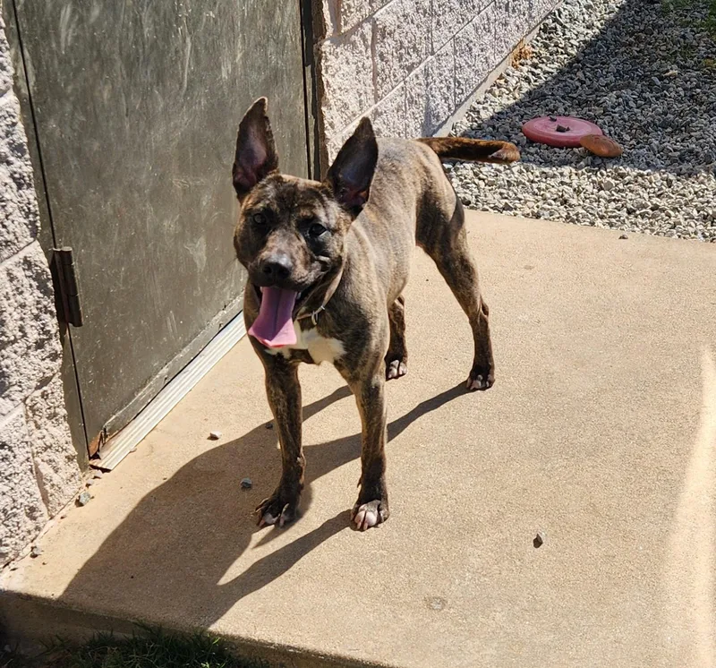 An adult medium-sized female Brindle Pit Bull Terrier dog named Juno for adoption in Siloam Springs, AR
