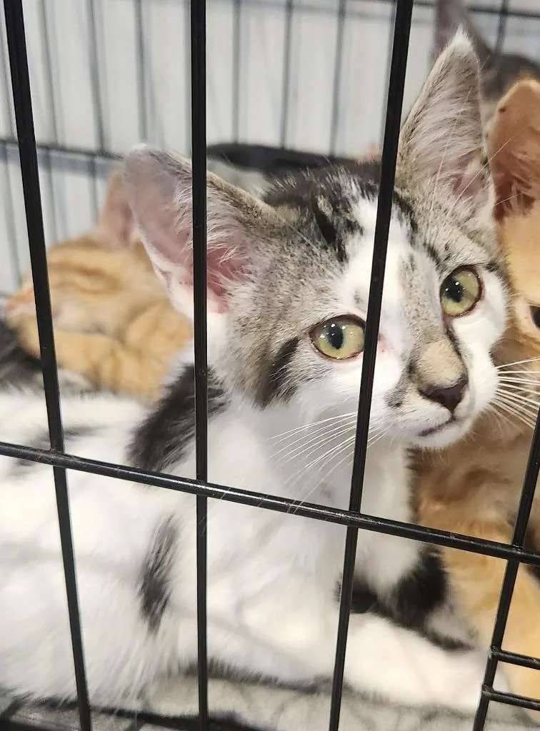 A baby small-sized male Domestic Short Hair cat named Pippin for adoption in Republic, MO