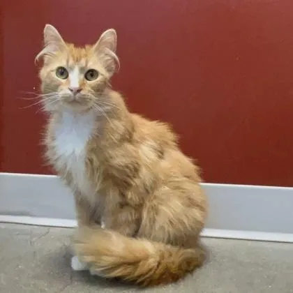 A young small-sized male Domestic Long Hair cat named Siren for adoption in Janesville, WI