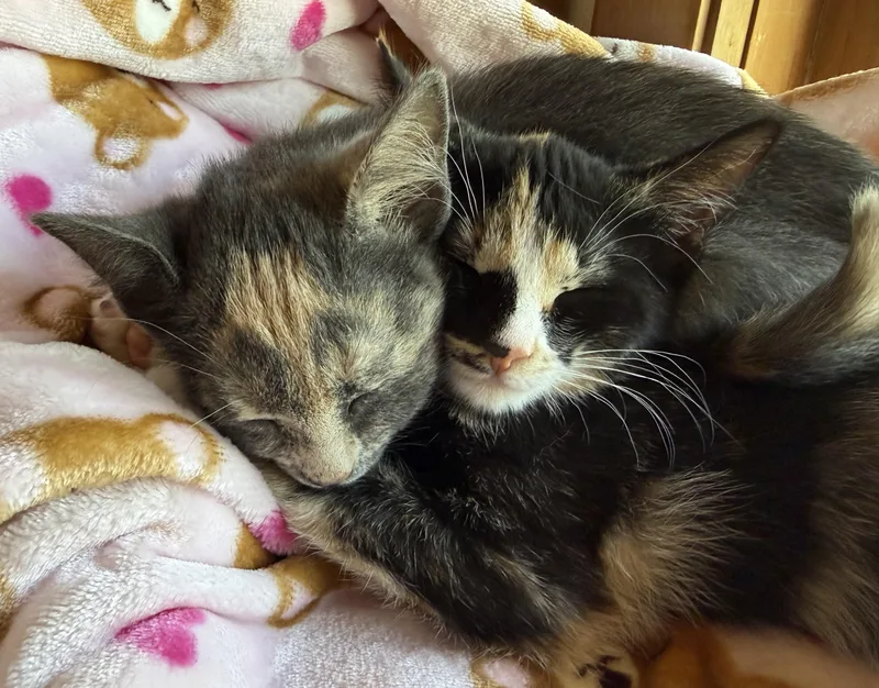 A baby medium-sized female Tortoiseshell Domestic Short Hair cat named Tiramisu & Mini Muffin for adoption in Owatonna, MN