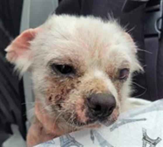An adult small-sized male Chihuahua dog named Costco for adoption in Los Angeles, CA