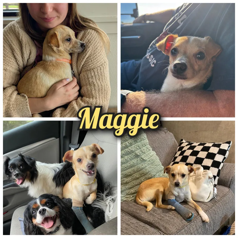 Maggie thumbnail 2