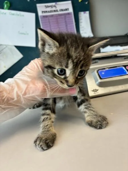 A baby medium-sized female Domestic Short Hair cat named Hummus for adoption in Salt Lake City, UT