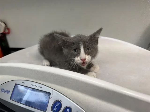 A baby small-sized female Domestic Short Hair cat named Wifi for adoption in Antioch, CA