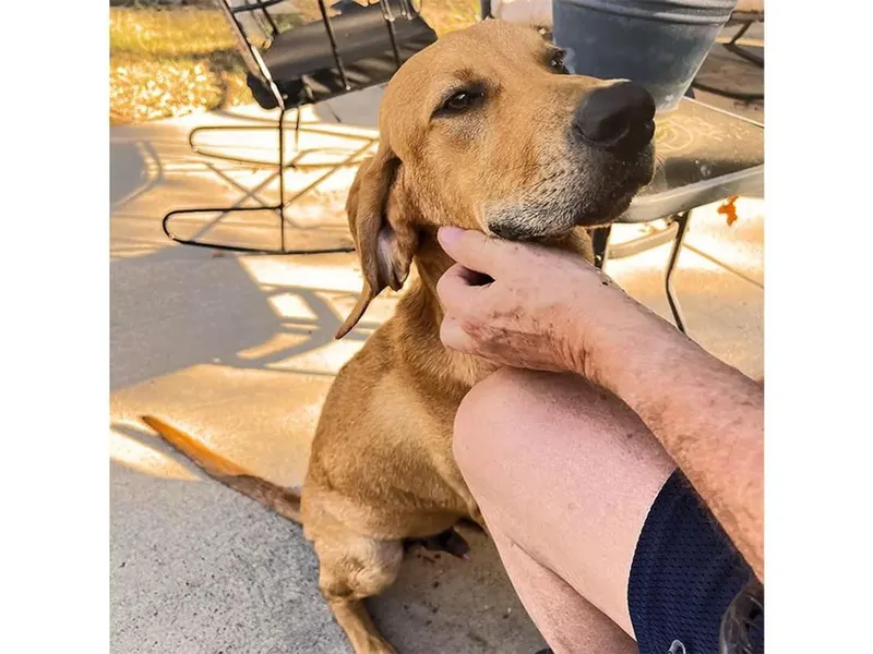 A young large-sized male Redbone Coonhound dog named Kona for adoption in Leawood, KS