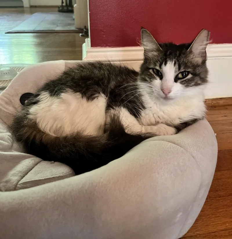 A young medium-sized female Gray & White Domestic Medium Hair cat named Minx for adoption in Wendell, NC