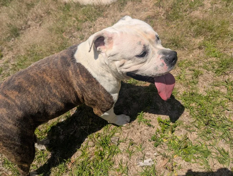 An adult large-sized male Bulldog dog named Rodger for adoption in Fosters, AL