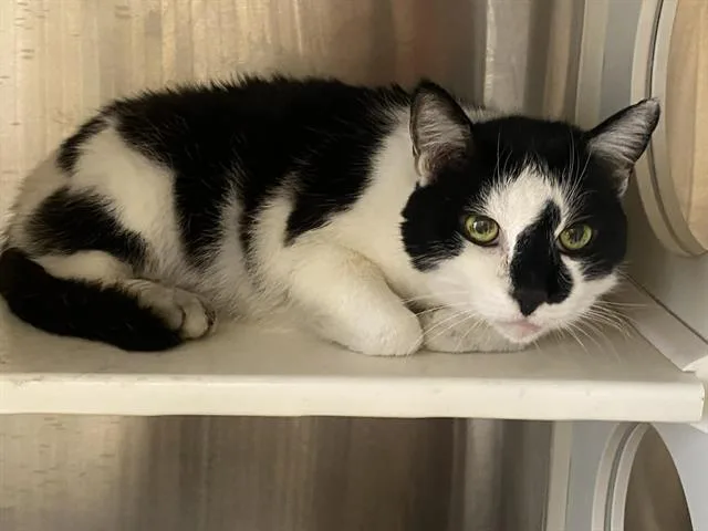 An adult large-sized male Domestic Short Hair cat named Pepper for adoption in Tustin, CA