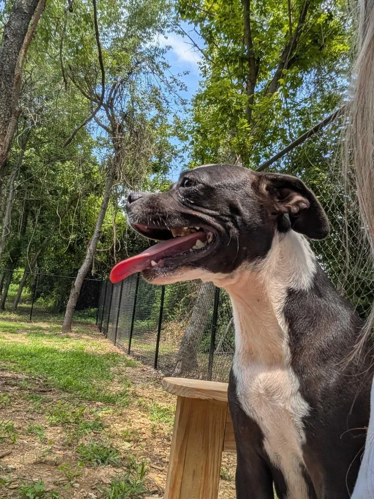 A young medium-sized female Pug dog named Shanty for adoption in Athens, AL