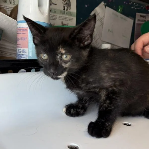 A baby small-sized female Domestic Short Hair cat named Ruffles for adoption in Salt Lake City, UT