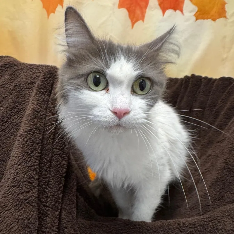 An adult medium-sized female White Domestic Medium Hair cat named Max for adoption in Henderson, NV