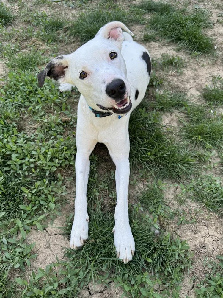 A young large-sized male Tricolor (Brown, Black, & White) Greyhound dog named Griffin for adoption in New Albany, OH