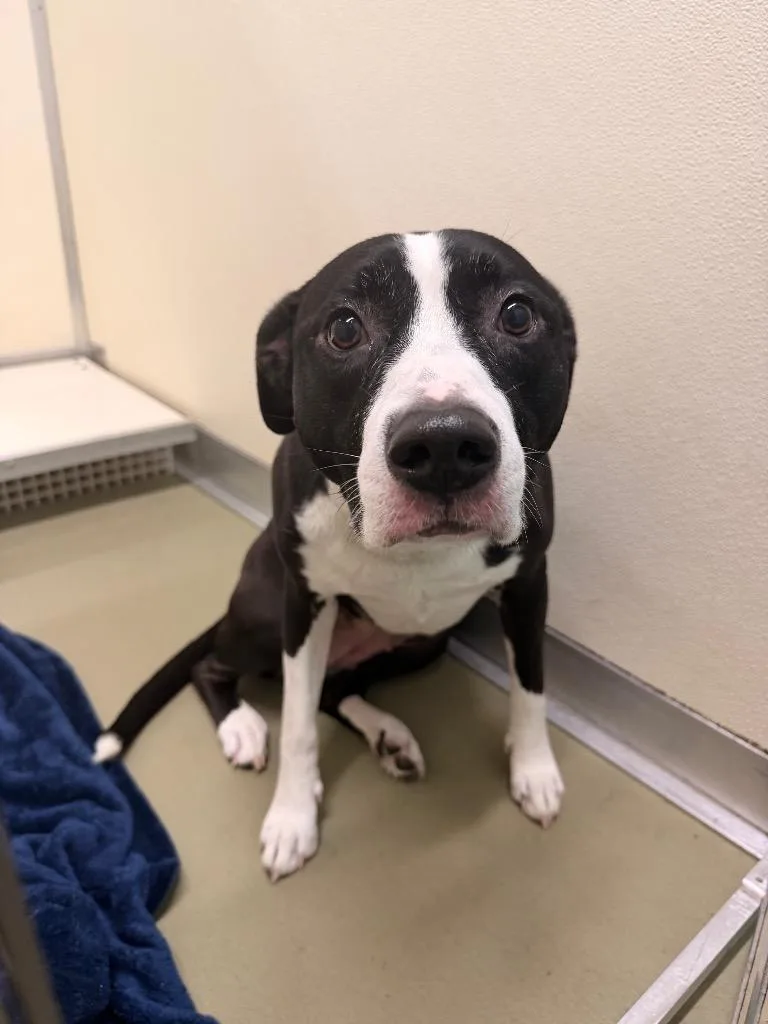 An adult medium-sized female Mixed Breed dog named Suki for adoption in Columbia, TN