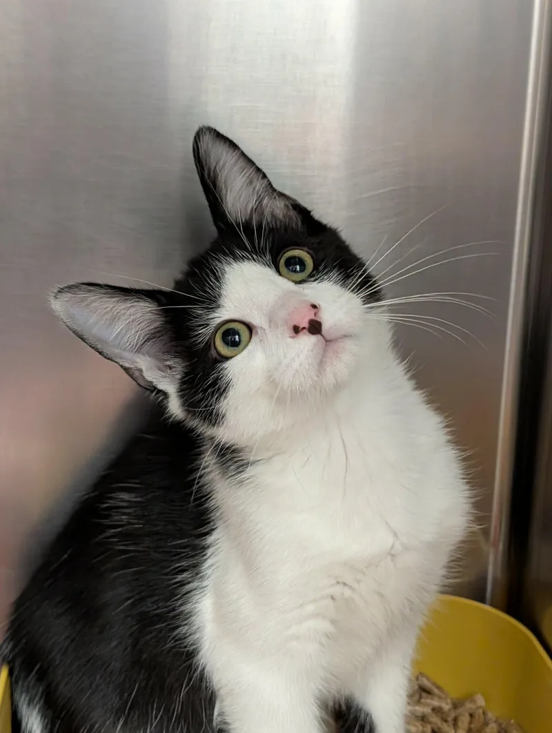 A baby medium-sized male Black & White / Tuxedo Domestic Short Hair cat named Felon for adoption in Chambersburg, PA