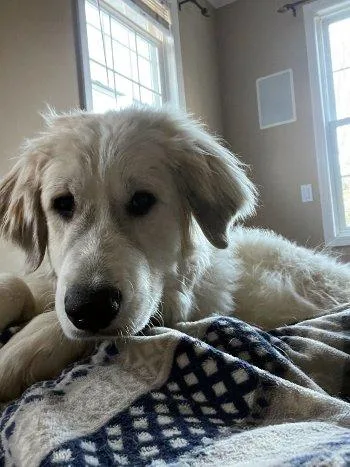 Sinclair thumbnail 2