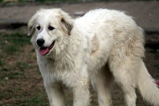 Sinclair thumbnail 3