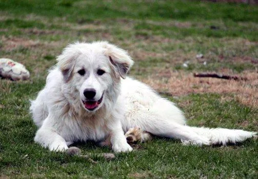 Sinclair thumbnail 4