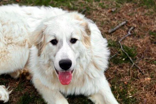 A baby extra large-sized male White / Cream Great Pyrenees dog named Sinclair for adoption in Bedford Hills, NY