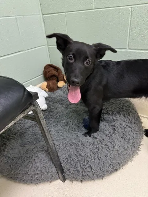 A baby small-sized female Shepherd dog named Lissa for adoption in Kalamazoo, MI