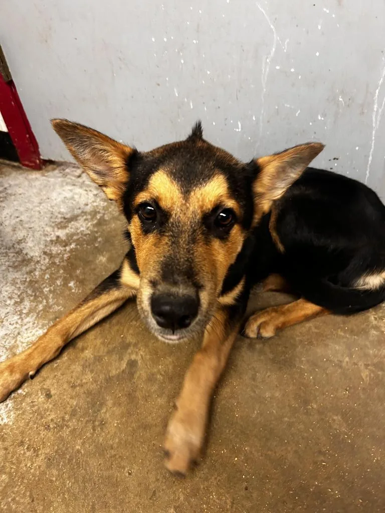 A baby medium-sized female Mixed Breed dog named Billie for adoption in Lockhart, TX