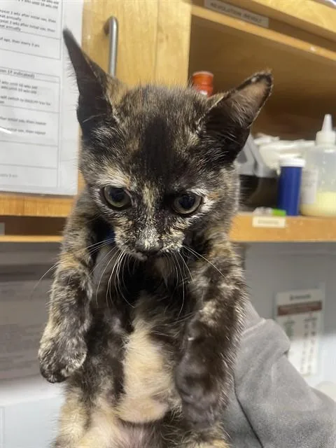 A baby small-sized female Domestic Short Hair cat named Fiorella for adoption in Tallahassee, FL