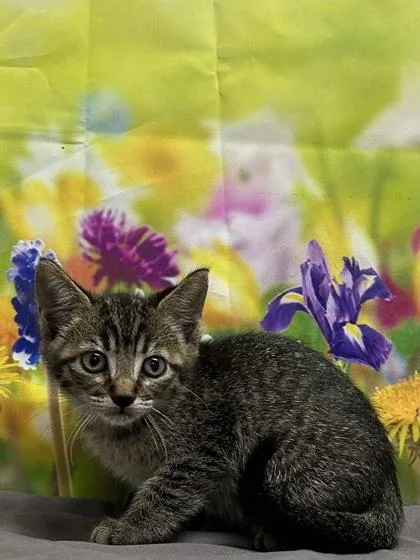A baby small-sized female Domestic Short Hair cat named Deenice for adoption in San Antonio, TX