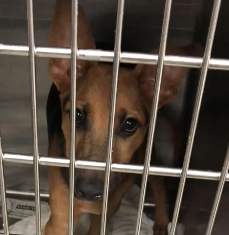 A baby large-sized male Yellow / Tan / Blond / Fawn Shepherd dog named Logan for adoption in Parma, OH