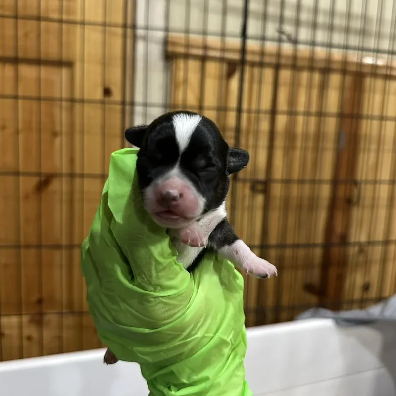 A baby small-sized male Chihuahua dog named Robert for adoption in Madison, WI