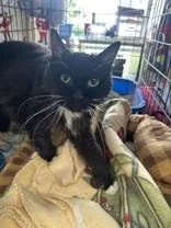 A senior medium-sized male Black & White / Tuxedo Domestic Short Hair cat named Lexi for adoption in Manitowoc, WI