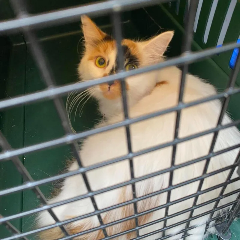 An adult medium-sized female Domestic Long Hair cat named Polly Wolly Doodle for adoption in Huntington, WV